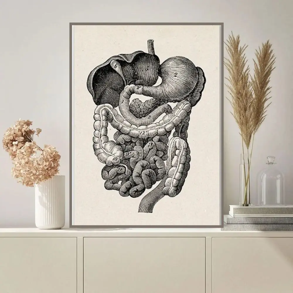 Poster Anatomie Système Digestif – Image 3