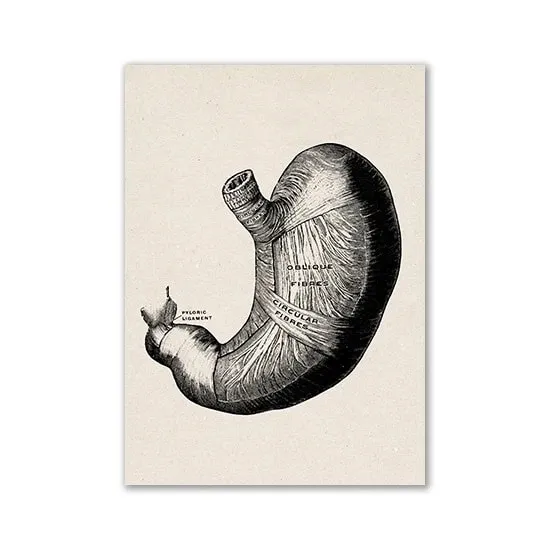 Poster Anatomie de l’Estomac Humain – Image 3
